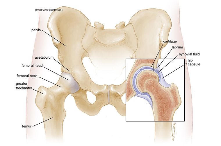 Hip joint anatomy