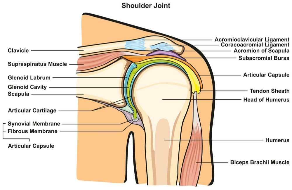Shoulder joint detailed anatomy