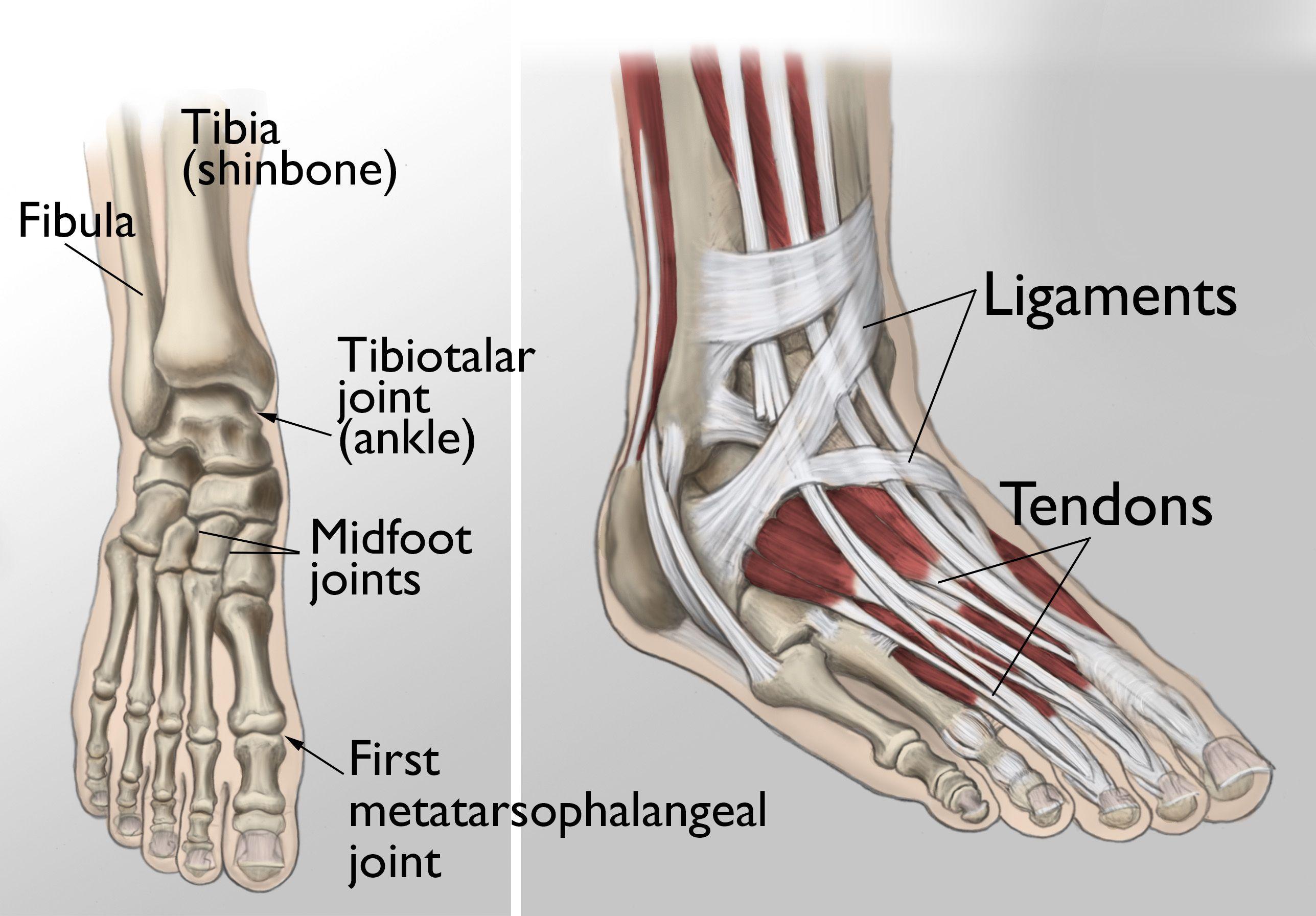 Ankle and foot joint anatomy