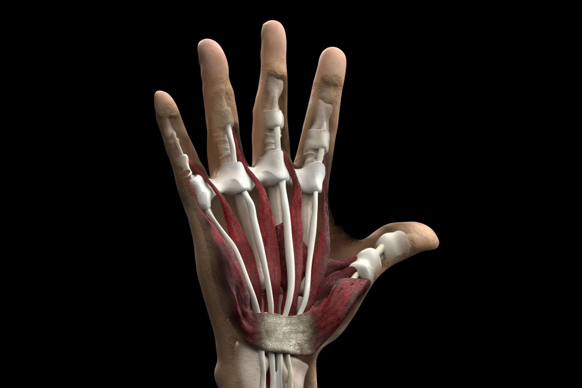 Hand bones and tendons
