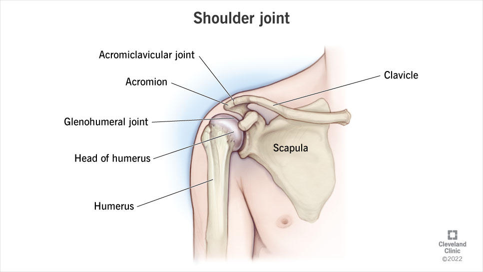Shoulder joint anatomy